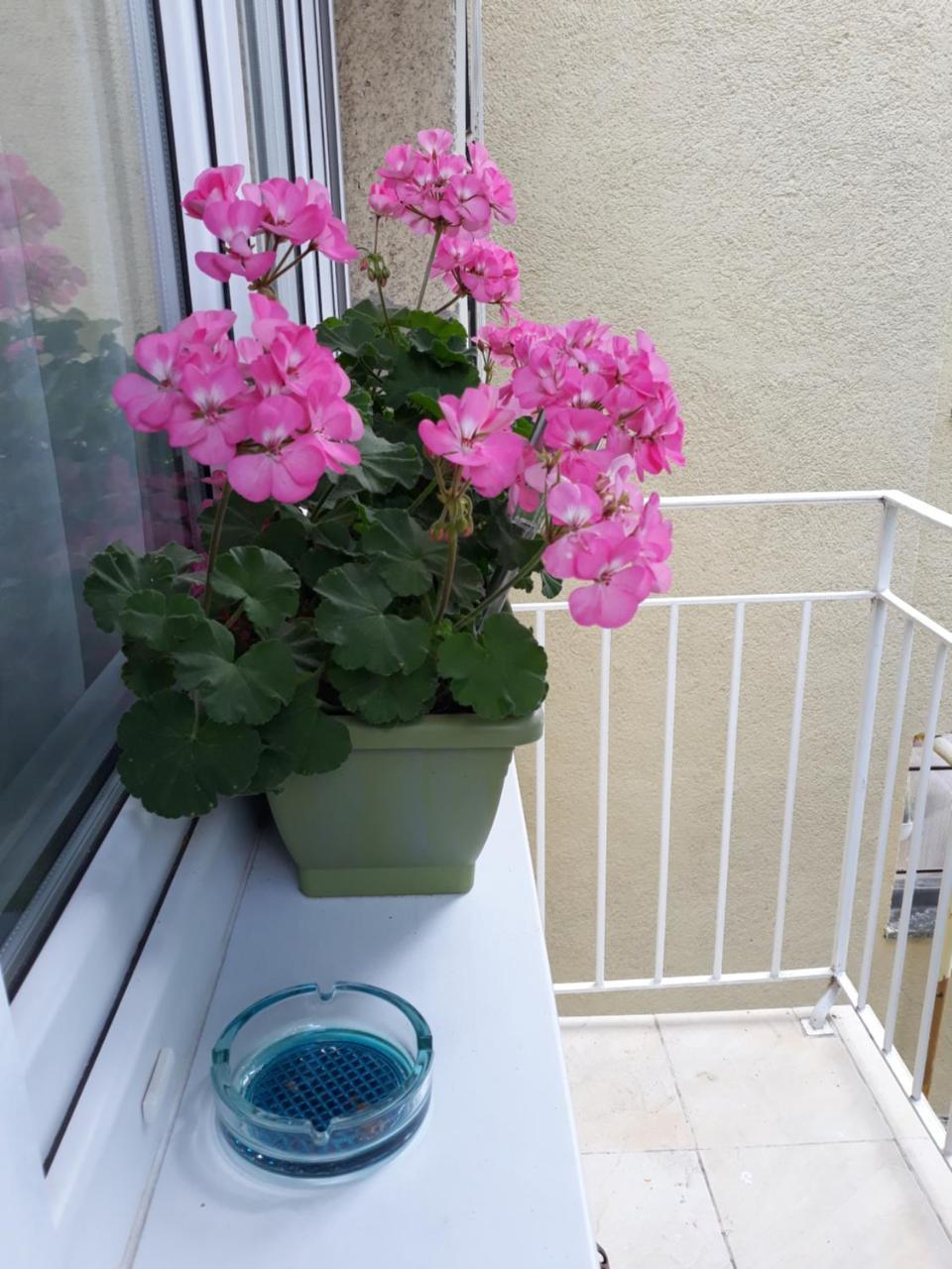 Zenit Apartman Mako Exterior photo